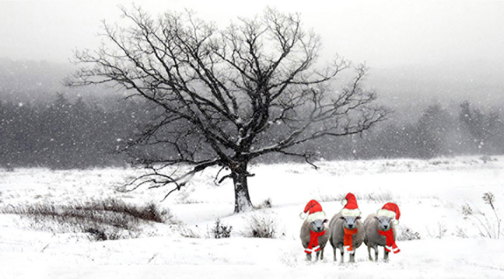 Image 11-24-14 at 4.37 PM